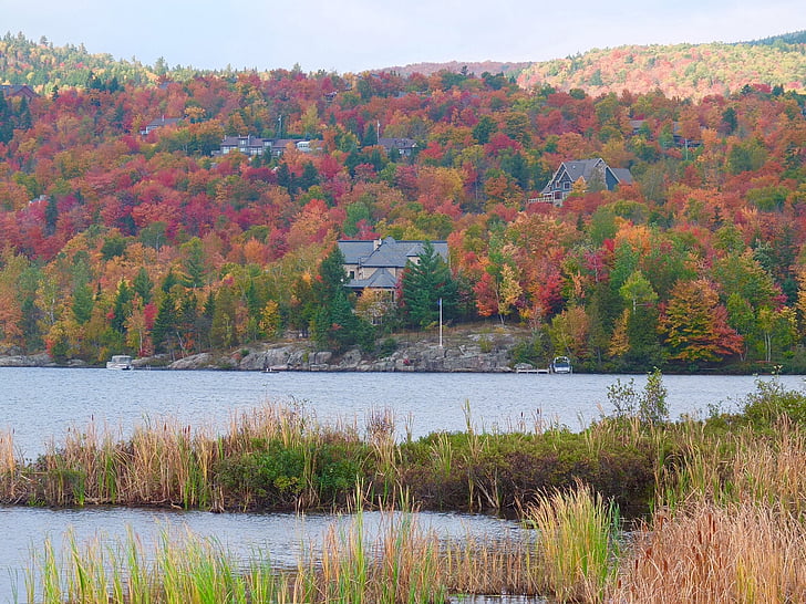 foglie di autunno, Vermont, Casa, grasso, autunno, foresta, colori