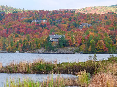 folhas de outono, Vermont, Casa, gordura, Outono, floresta, cores