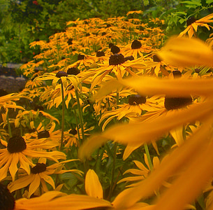 bloemen, Tuin oranje, zomer