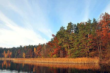 Lago bagnato, novembre, autunno, Polonia, foresta, paesaggio, natura