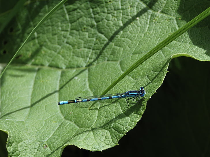 Dragonfly, naturen, Leaf, insekt, naturfotografering