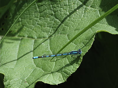 Dragonfly, Příroda, list, hmyz, Fotografie