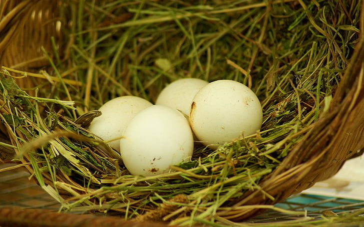 nest, eggs, straw, farm