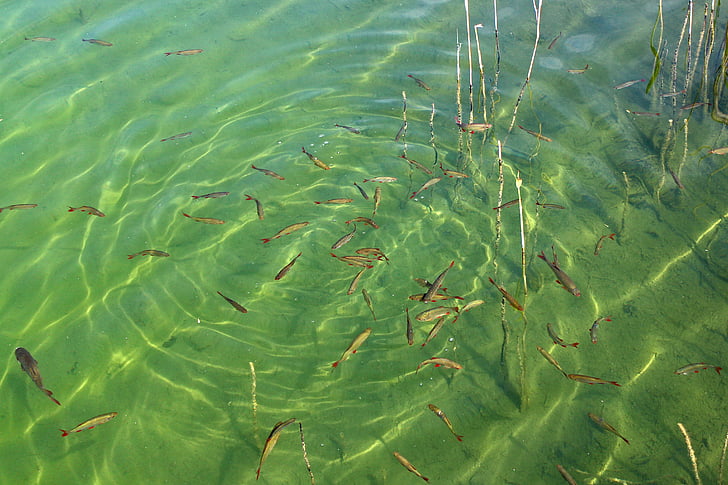 fish swarm, fish, water, waters, lake