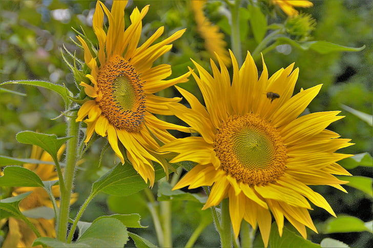 sunflower, yellow, the shining, flower, summer, target, seeds