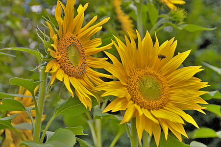 auringonkukka, keltainen, loistava, kukka, kesällä, tavoite, siemenet