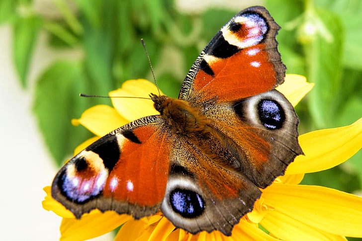 bướm, Peacock bướm, côn trùng, cánh, đầy màu sắc, bướm - côn trùng, Thiên nhiên
