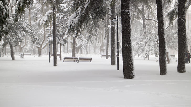 neve, albero, strada di Snowy, inverno, paesaggio della neve, febbraio, temperatura fredda