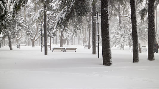 sne, træ, Snedækket vej, vinter, snelandskab, februar, kolde temperatur