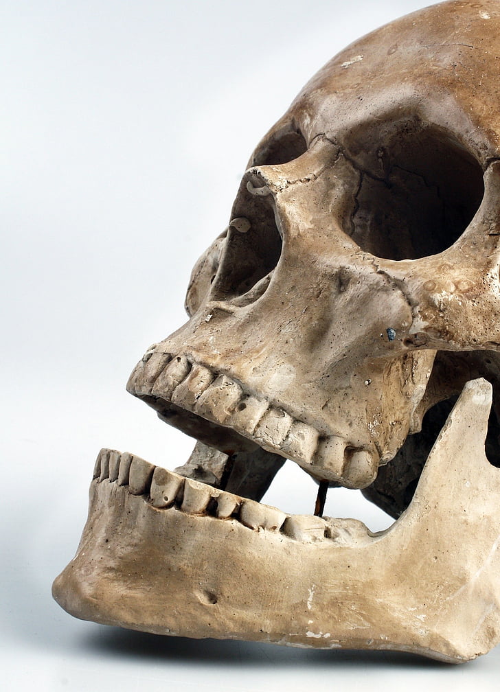 photography, brown, Skull, blue, background, animal body part, animal skull