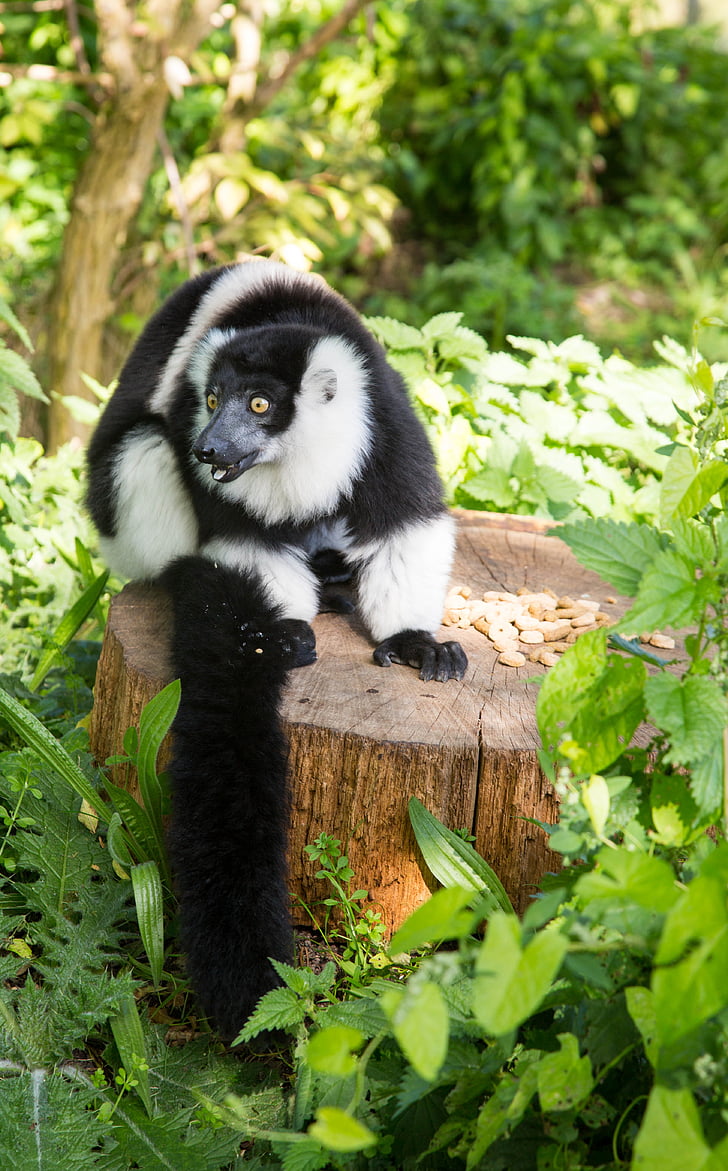lemur, jednotný, Zoo, zviera, cicavec, jedným, Príroda