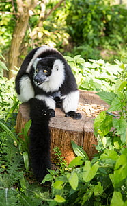lemur, enkelt, dyrehage, dyr, pattedyr, en, natur