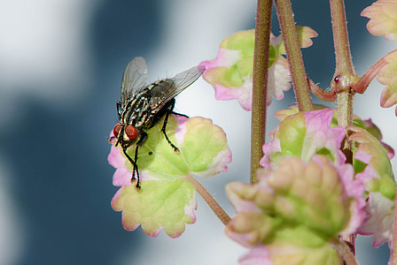 huisvlieg, vliegen, macro, insect, sluiten, vleugel, samengestelde ogen