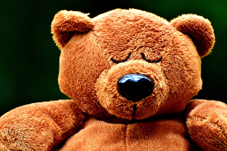 teddy, cute, sleep, soft toy, teddy bear, plush, stuffed animal