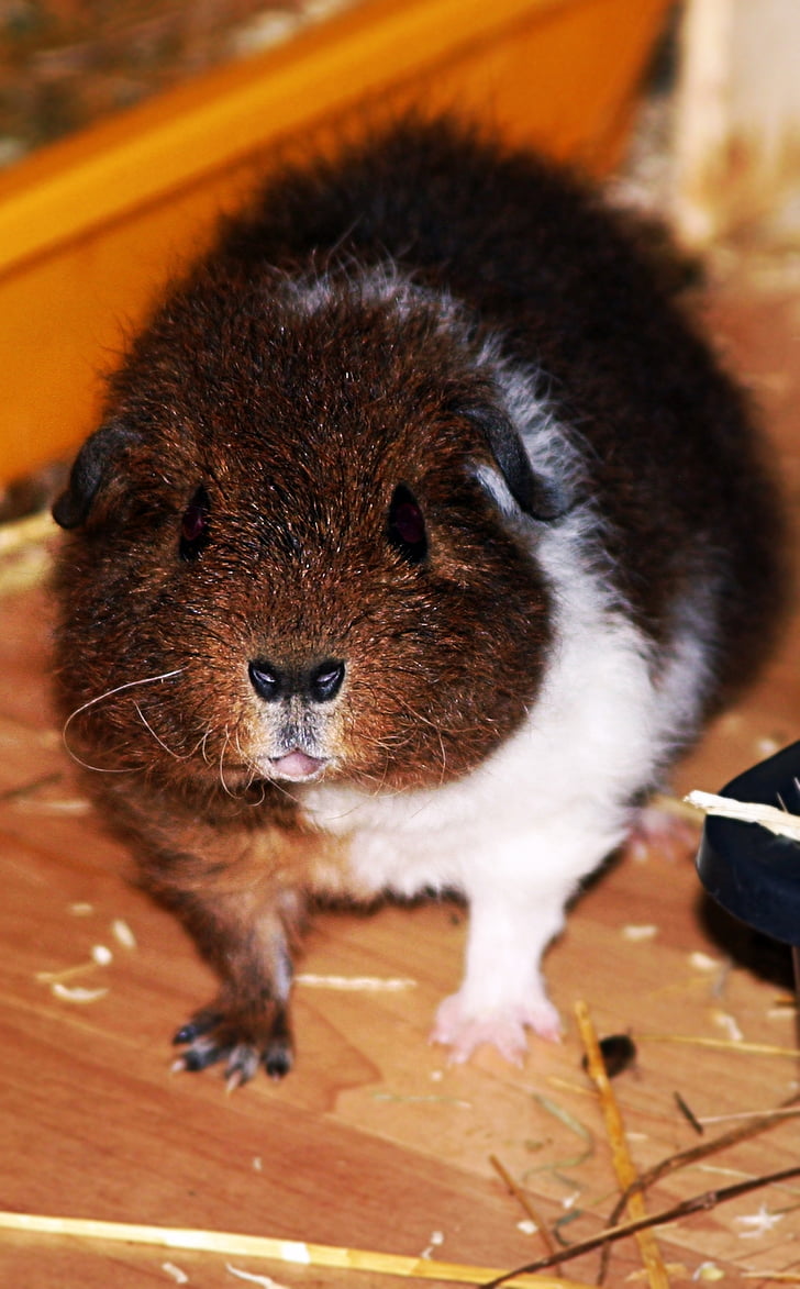 rex guinea pig, pet, young, fluffy, goldagouti white, guinea pig
