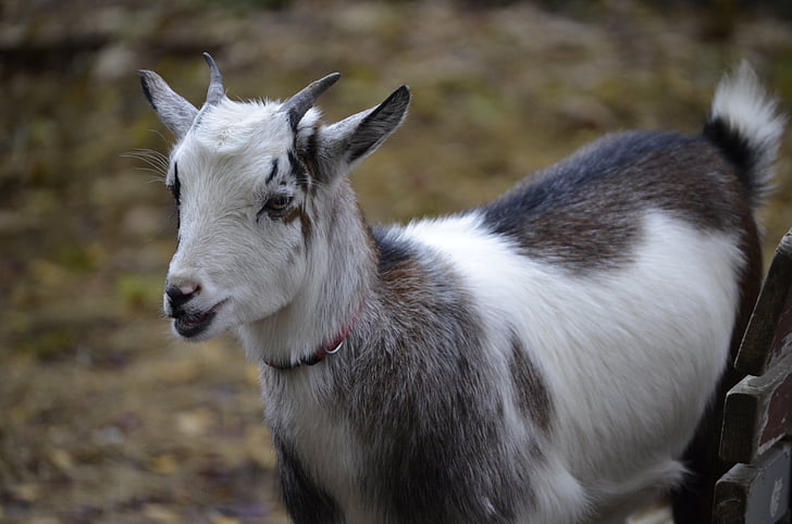 goat, dwarf goat, domestic goat, livestock, close, zoo, animal