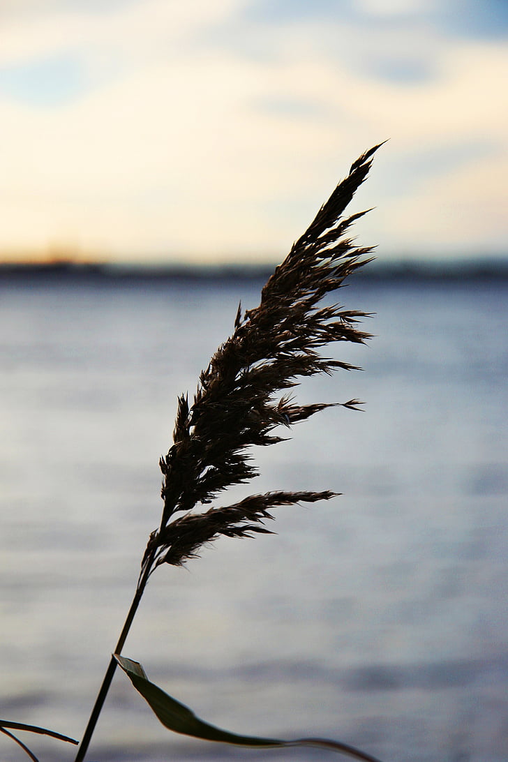 lake, water, nature, reed, leaf, wind, cold