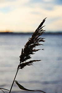 jezero, vode, priroda, Reed, list, Vjetar, hladno