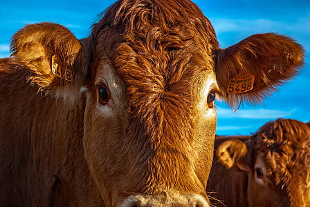 Корова, говядина, животное, Природа, Сельское хозяйство, Сельское хозяйство, Франция