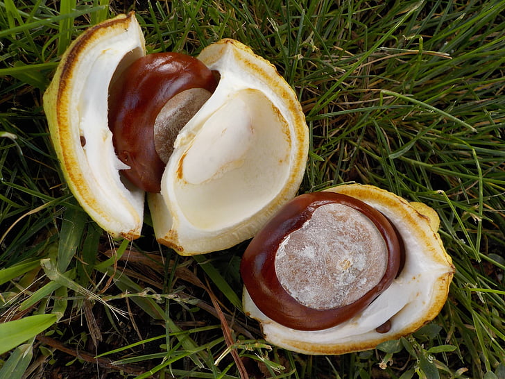 chestnut, nature, buchengewaechs, shell, fruit, brown