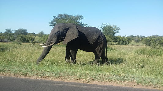 elefánt, Afrika, Kruger Nemzeti park, Safari, afrikai elefánt, nagy öt, állati portré