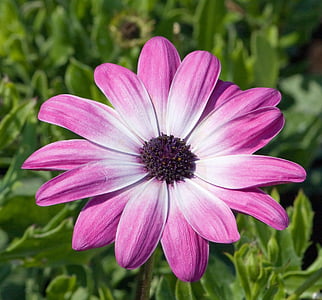 blomst, Pink, Daisy, close-up, detaljer, kronblade, Smuk