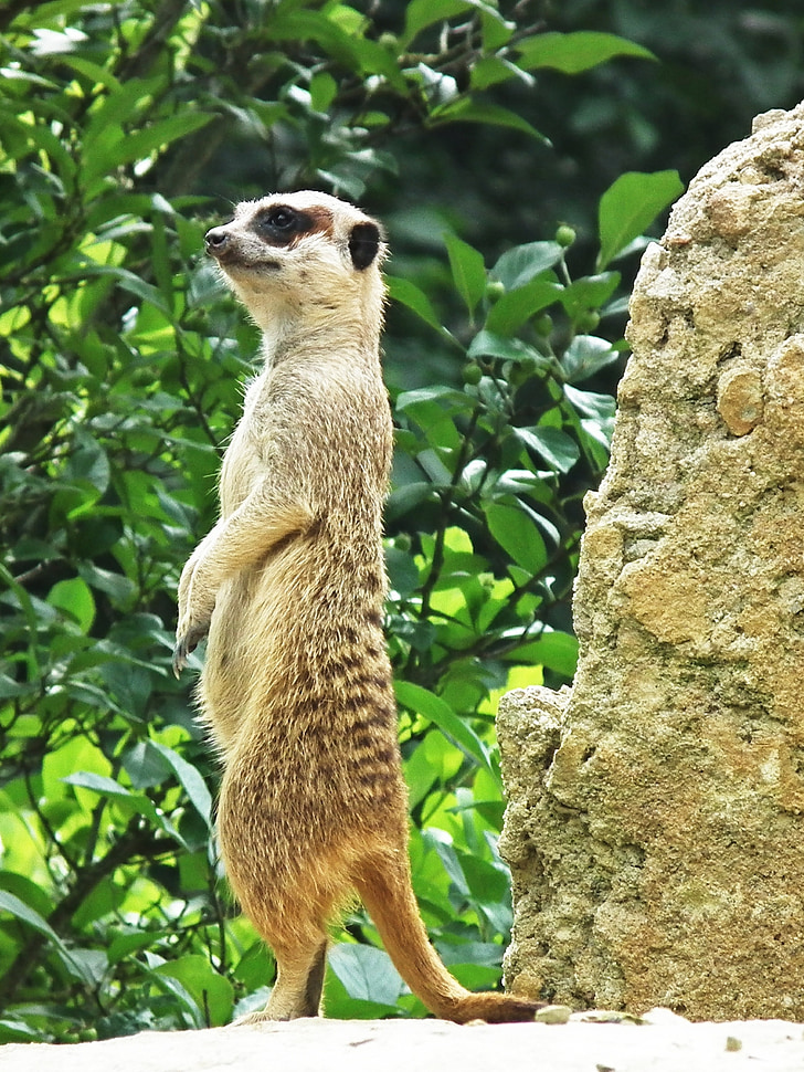 Meerkat, position verticale, stand, mignon, Sweet, animaux, montre
