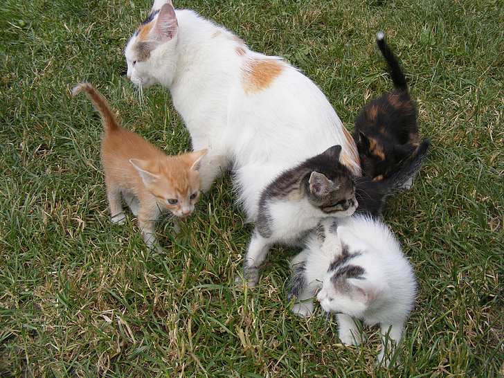 кошка, Котята, молодой, домашнее животное, кошачьи, внутренние, очаровательны