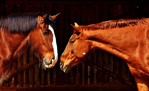 馬, 友情, 安定した馬, シャイア馬, 動物, 2 つ, pferdeportrait