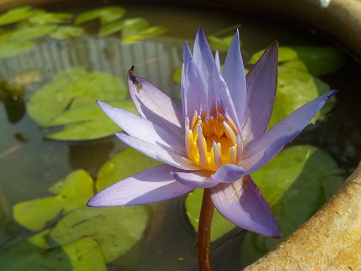 Lotus blad, Lotus, vannet plantene, blomster, Lotus lake, lilla lotus, Lotus-bassenget