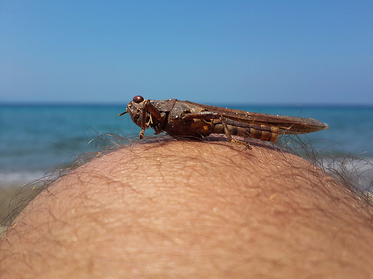 grasshopper, marine, leg, nature, animal