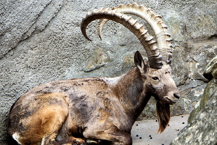 animal, mammifère, cors, chèvre des montagnes Rocheuses, Rock, Zoo, animal thèmes