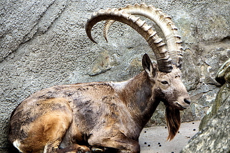 animal, mammal, horns, mountain goat, rock, zoo, animal themes