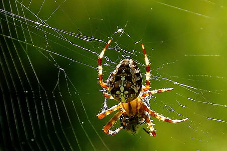 nhện, nhện webs, đóng