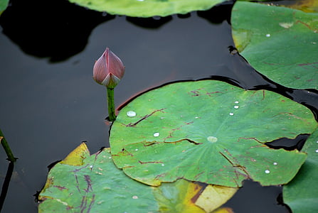 lily, pad, bud, flower, aquatic, pond, summer