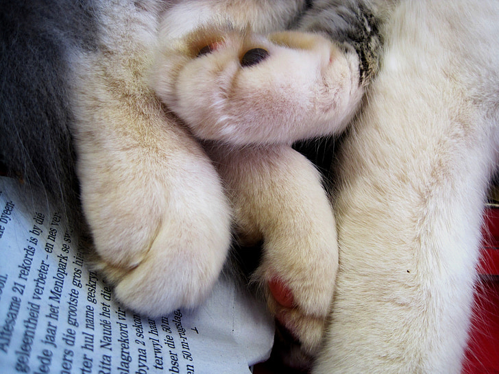 cat, paws, soft, plump, relaxed, white