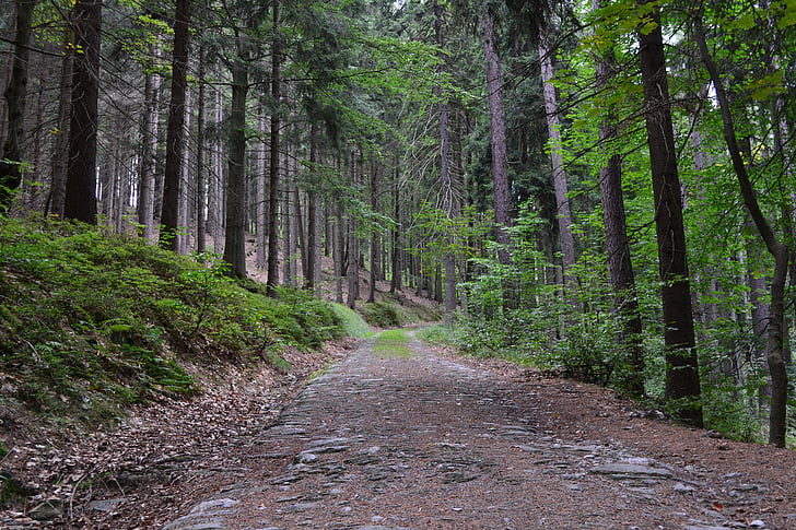 trees, forest, path, stony, stones, nature, forest road