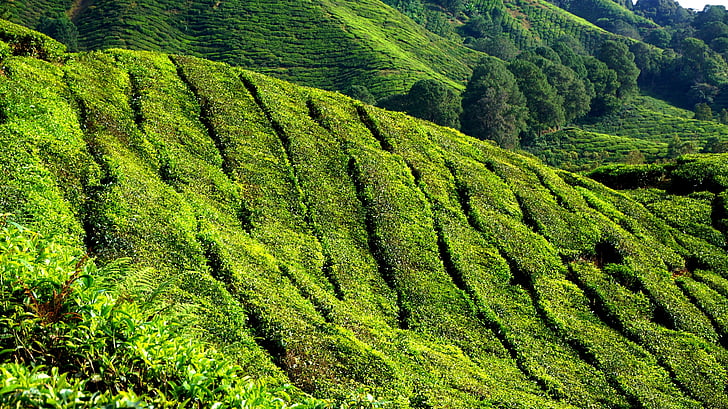 tea plantation, green, field, plantation, nature, summer, meadow