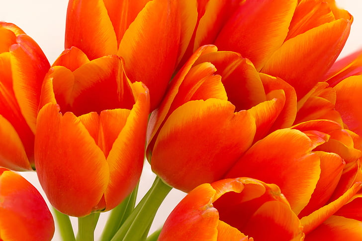 blomst, Tulip, orange, blomstermotiver, Bloom, naturlige, farverige