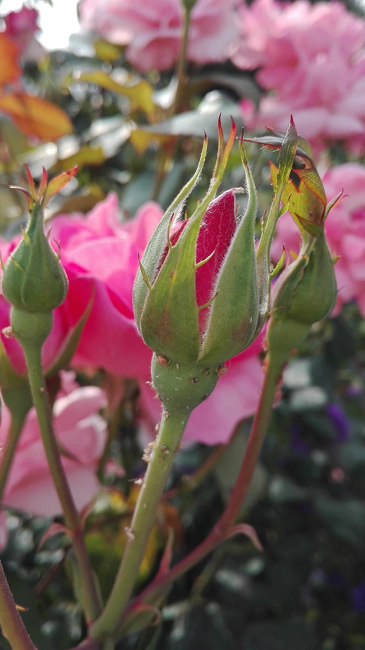 rose, bud, flowers, nature, flower, pink Color, plant