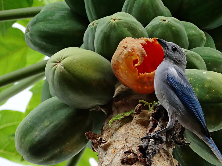 Birdie, nature, fruits