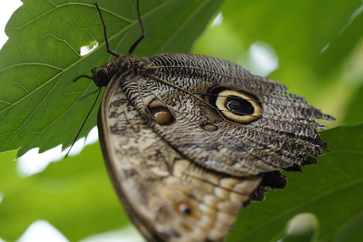 papillon hibou, papillon, Maison des papillons, île de Mainau, Mainau, Tropical, exotiques