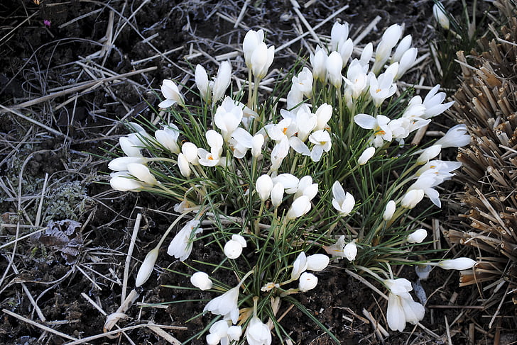 spring, flower, nature, plant, snowdrop, white, close