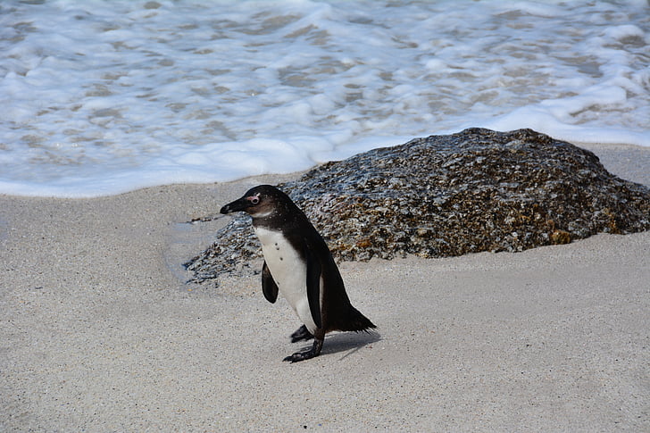 pingouin, Afrique du Sud, plage de sommital