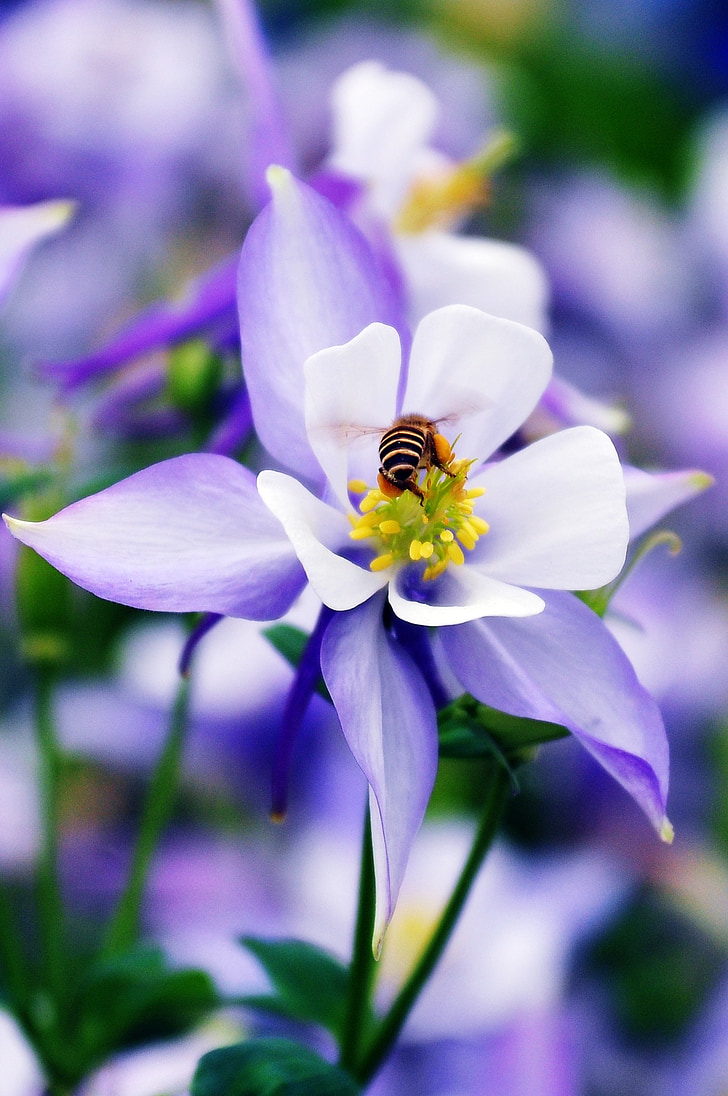 bloem, Bee, natuur, insect, paars