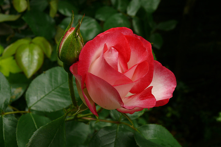 rose, nostalgia, red, cream, hybrid tea, floral, flower