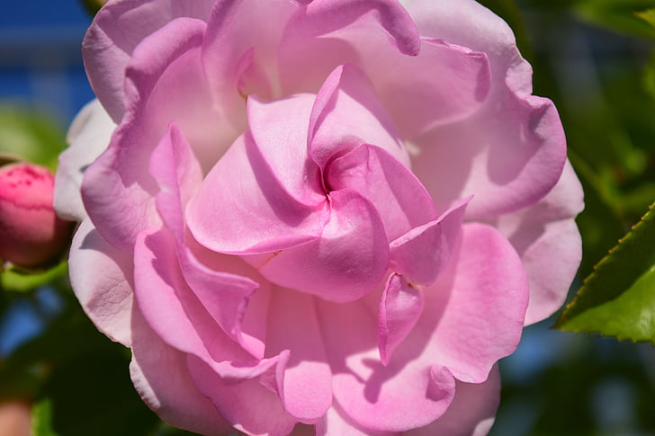 pink, rose, pink rose, flower, blossom, bloom, rose blooms