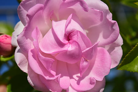 merah muda, naik, Pink rose, bunga, Blossom, mekar, mawar mekar