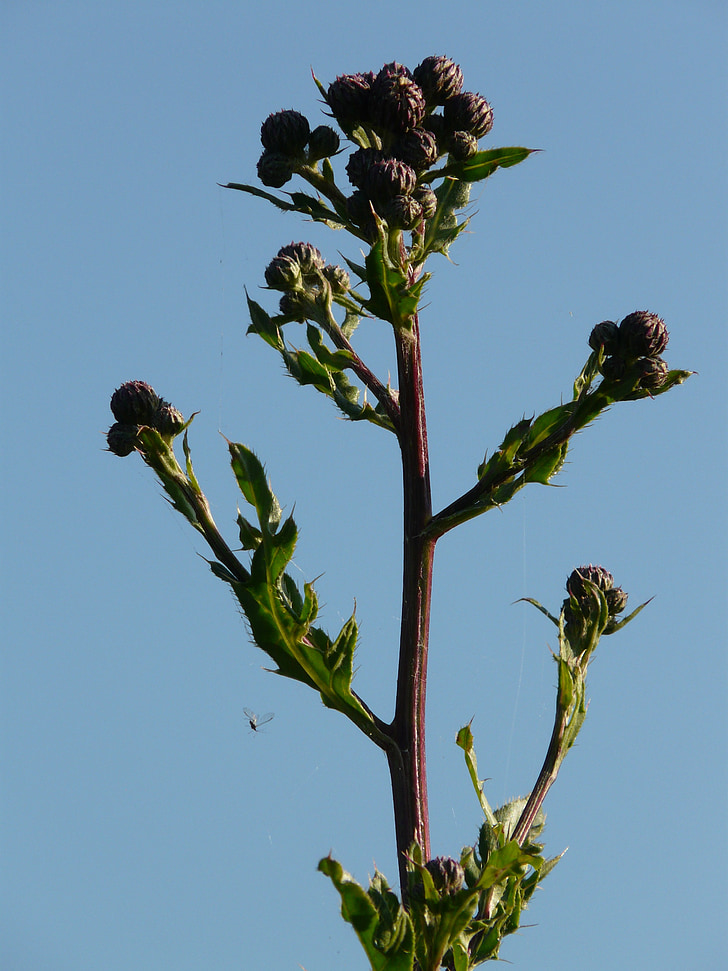thistle del arrastramiento, Cardo de Acker, Cirsium arvense, planta herbácea, thistle del campo, cardo, flor