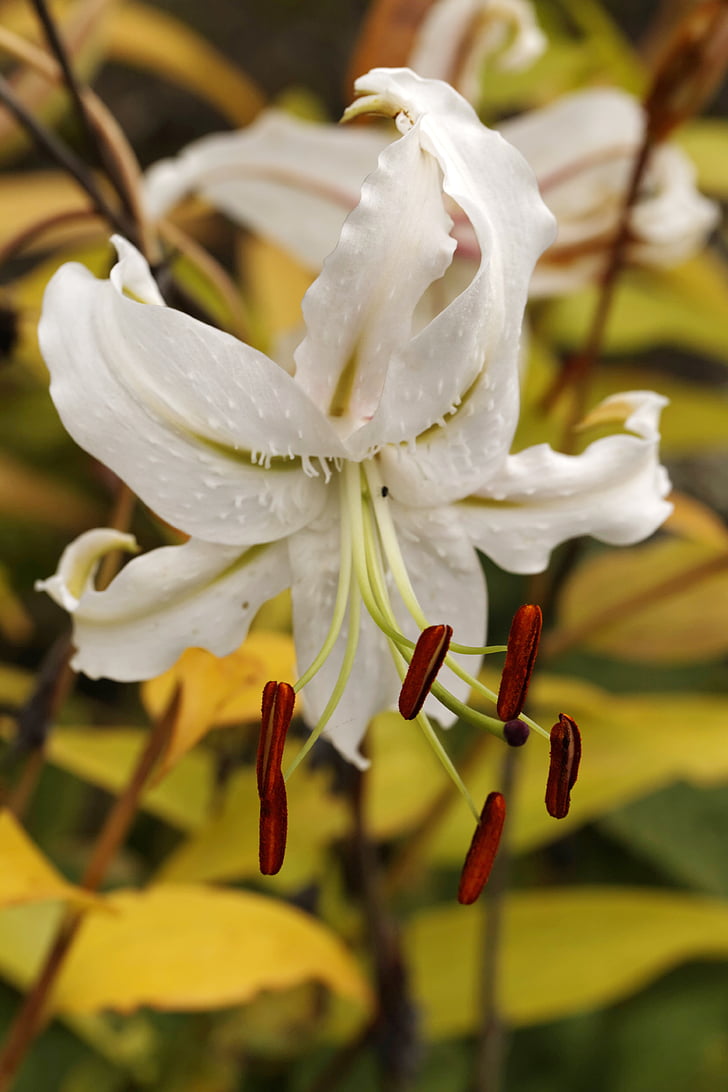 Lily, Lilium speciosum album, hvit lily, løk anlegget
